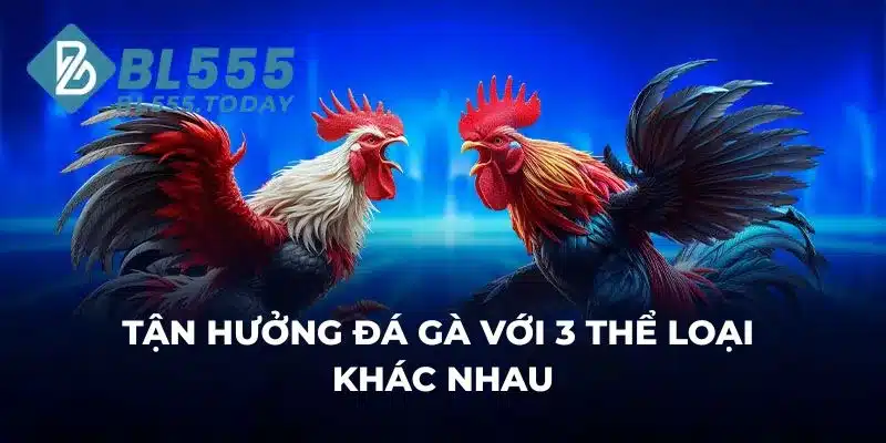 Tận hưởng đá gà với 3 thể loại khác nhau